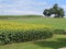 Sunflower field with tree