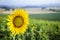 Sunflower in field in Tuscany, Italy.