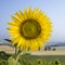 Sunflower in field in Tuscany, Italy.