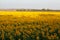 Sunflower field in Ukraine. Peaceful picture from the peaceful country.