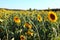 Sunflower field in Valensole, Provence