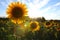 Sunflower field in Valensole, Provence