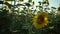 Sunflower field. Vibrant sunflower field close-up with many yellow flowers