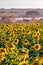 Sunflower field - View of a sunflower plantation - Flowered sunflowers