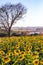 Sunflower field - View of a sunflower plantation - Flowered sunflowers