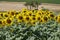 A sunflower field in the Weinviertel region of Lower Austria