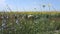 Sunflower field and wild flowers