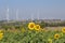 Sunflower field wind turbine
