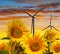 Sunflower field with wind turbines