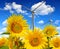 Sunflower field with wind turbines