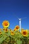 Sunflower field with windmill