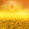 Sunflower field and wood slabs background for design.