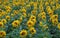 Sunflower field, yellow flower at Da Lat