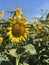 Sunflower in the field, Yellow flowers and the sky