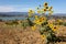 Sunflower in the fields