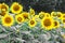 Sunflower in the fields on a green forest background