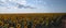 Sunflower fields landscape plants