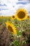 Sunflower Fields Portrait Australia