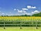 Sunflower Fields on the prairie