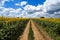 SUNFLOWER FIELDS IN THE VOJVODINA