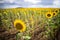 Sunflower Fields Warwick Australia
