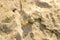 Sunflower in the fieldSnail crawling on sand