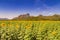 Sunflower filed with mountain and blue skyline