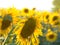 Sunflower on the first background and an infinite number on the second background