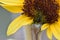 Sunflower Floret Buds Macro 02