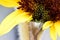 Sunflower Floret Buds Macro