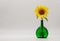 sunflower flower in a beautiful green vase with narrow neck on a white background