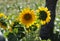 Sunflower flower with a bee, La CoruÃ±a, Spain, Europe