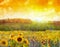 Sunflower flower blossom.Oil painting of a rural sunset landscape with a golden sunflower field. Warm light of the sunset and