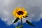 Sunflower flower on blue sky with cloud during autumn