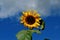 Sunflower flower on blue sky with cloud during autumn