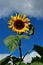 Sunflower flower on blue sky with cloud during autumn