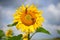 Sunflower flower with butterflys against a background of blue sky