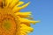 Sunflower flower close-up on a background of blue sky. Travel Ukraine