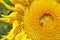 Sunflower flower close-up with an insect wasp Bright yellow flower garden sunflower pollination by an insect wasp Agriculture