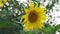 Sunflower flower close-up on a natural background. On a sunflower bumblebee creeps