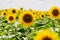 Sunflower flower close-up. Summer, the daytime sun illuminates the large yellow petals around the seeds maturing with