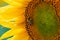 Sunflower flower close-up. Summer, the daytime sun illuminates the large yellow petals around the seeds maturing with