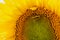 Sunflower flower close-up. Summer, the daytime sun illuminates the large yellow petals around the seeds maturing with