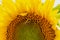 Sunflower flower close-up. Summer, the daytime sun illuminates the large yellow petals around the seeds maturing with