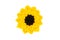 Sunflower flower head crochet of wool at white isolated background