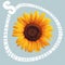 Sunflower flower head for design or postcard, bright yellow with seeds on a blue background, summer and spring concept