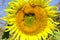 Sunflower flower (Helianthus annuus)