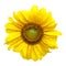 Sunflower flower image. Cute bright sunflower on white background