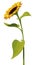 Sunflower flower with a long stem and leaves isolated