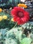 Sunflower in Flower Market